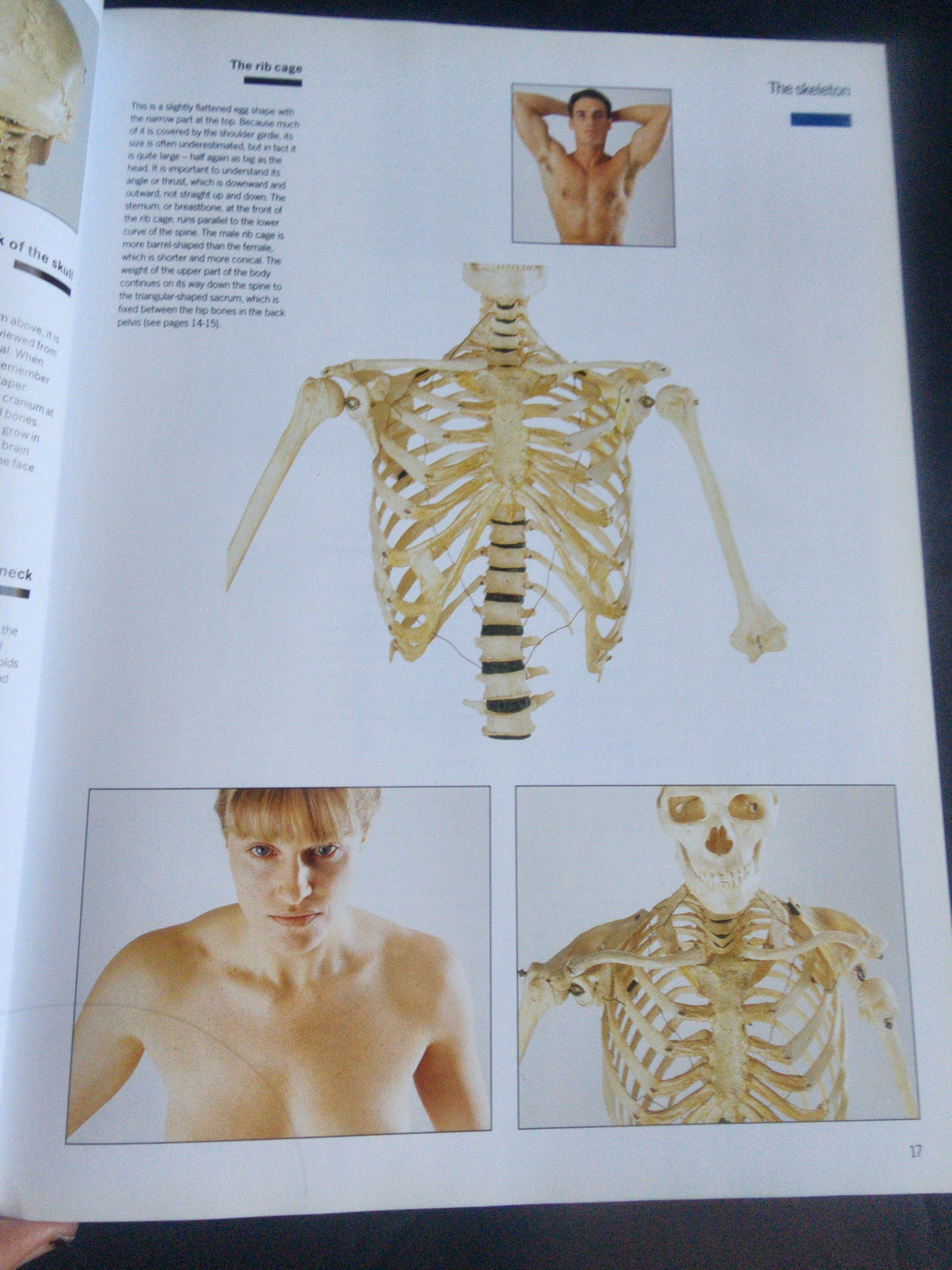 Complete Life Drawing Course by Diana Constance - Learn Figure Drawing & Anatomy